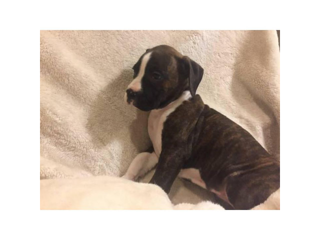 5 full blooded Boxer puppies in Jackson, Mississippi