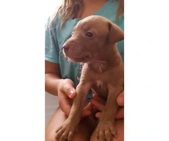 10 beautiful catahoula pit mix pups for sale