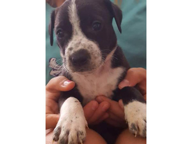 10 beautiful catahoula pit mix pups for sale Dallas - Puppies for Sale ...