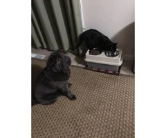 9 month  Shar Pei Puppy for Sale - 2