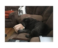 9 month  Shar Pei Puppy for Sale - 3