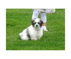 6 Months Old Morkie Poo For sale - 3