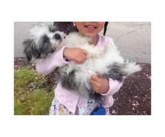 6 Months Old Morkie Poo For sale - 4