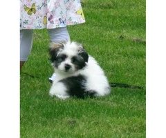 6 Months Old Morkie Poo For sale - 5