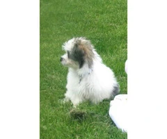 6 Months Old Morkie Poo For sale - 6