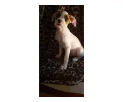 11 weeks old female boxer puppies for sale