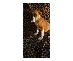 11 weeks old female boxer puppies for sale - 2
