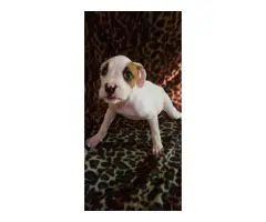 11 weeks old female boxer puppies for sale - 4