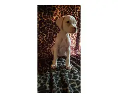 11 weeks old female boxer puppies for sale - 6