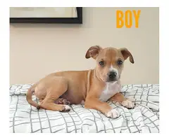 8-week old Bullador puppies - 3