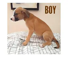 8-week old Bullador puppies - 4