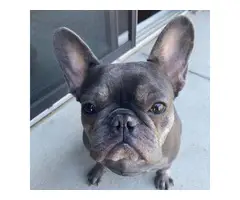 Beautiful Frenchie Pup