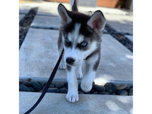 Siberian Husky Puppy For Sale in Brookport, Illinois