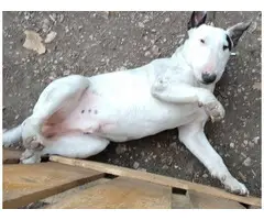 2 Gorgeous Bull terrier puppies - 6