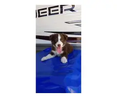 3 loving Border Collie Puppies up for adoption