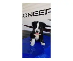 3 loving Border Collie Puppies up for adoption - 2