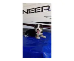3 loving Border Collie Puppies up for adoption - 3