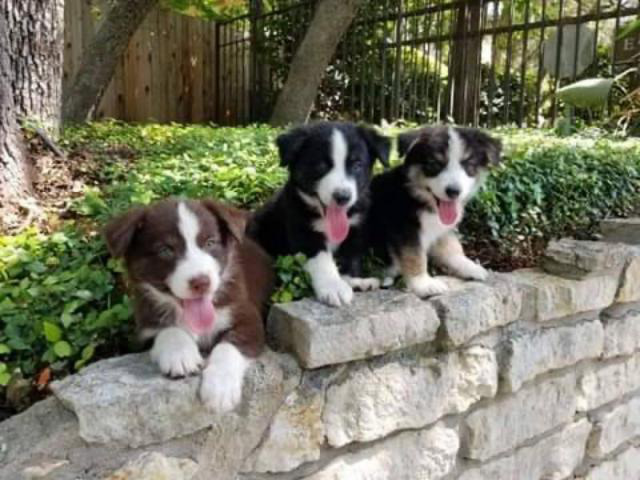 3 loving Border Collie Puppies up for adoption in San