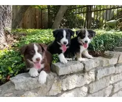 3 loving Border Collie Puppies up for adoption - 4