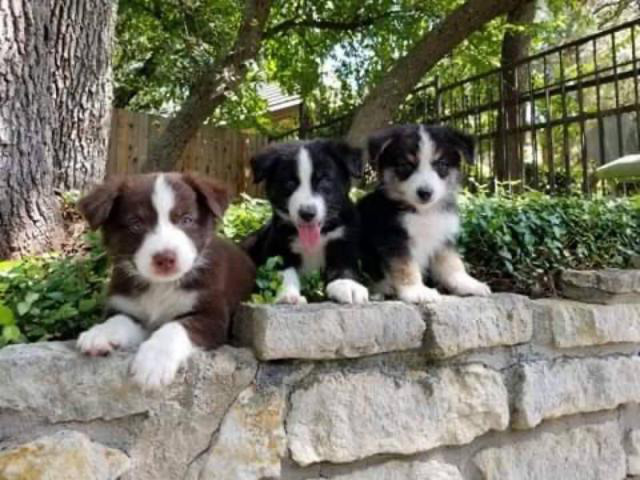 3 loving Border Collie Puppies up for adoption in San
