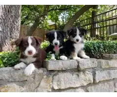3 loving Border Collie Puppies up for adoption - 5