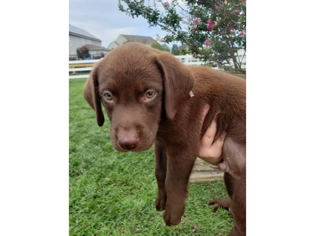 akc chocolate lab puppies for sale near me