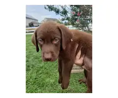 AKC Chocolate Lab Puppies for Sale