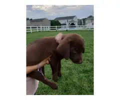 AKC Chocolate Lab Puppies for Sale - 2
