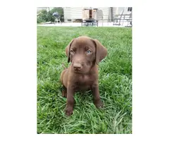 AKC Chocolate Lab Puppies for Sale - 3