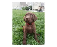 AKC Chocolate Lab Puppies for Sale - 5