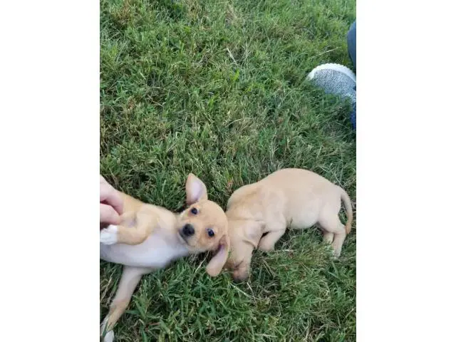 2 female Cheagle puppies looking for a new homes - 4/4