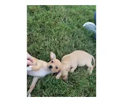 2 female Cheagle puppies looking for a new homes - 4