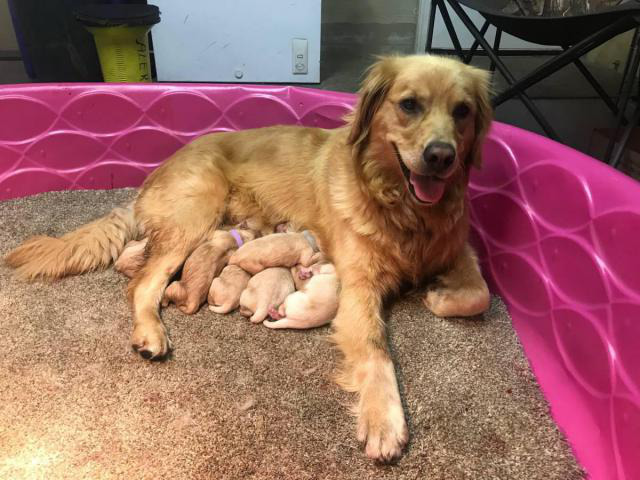 Purebred AKC Golden Retriever Puppies Spokane - Puppies For Sale Near Me