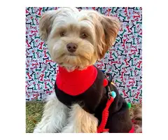Adorable male Shorkie puppies for sale - 1