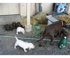 AKC Lab puppies needing a new homes - 1
