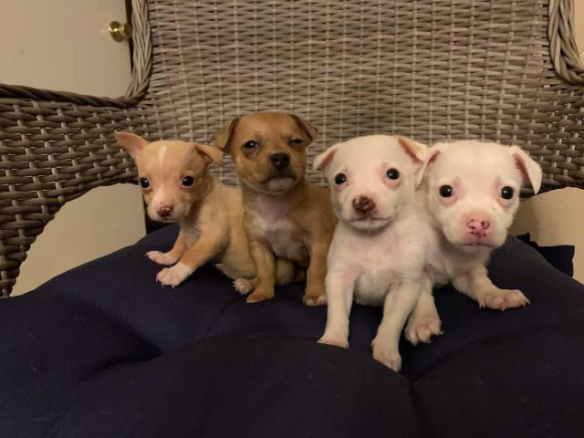 White and brown Chihuahuas in Flagstaff, Arizona - Puppies ...