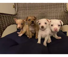 White and brown Chihuahuas