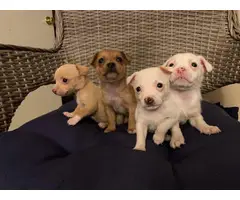 White and brown Chihuahuas - 2