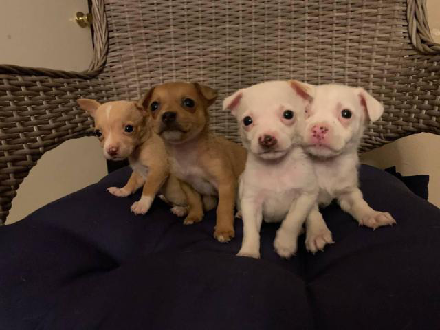 White and brown Chihuahuas in Flagstaff, Arizona Puppies