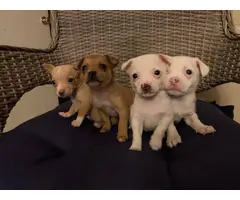 White and brown Chihuahuas - 3