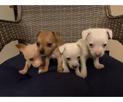 White and brown Chihuahuas - 4