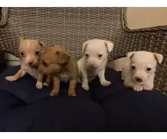 White and brown Chihuahuas - 5