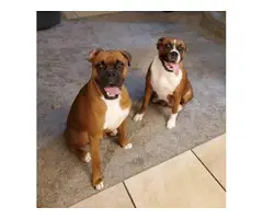 Litter of female boxer puppies - 2