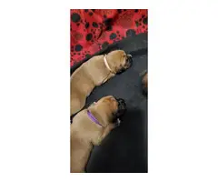 Litter of female boxer puppies - 3