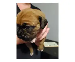 Litter of female boxer puppies - 4