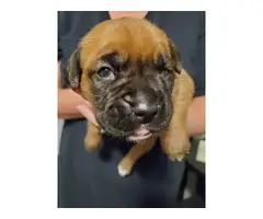 Litter of female boxer puppies - 5