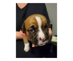 Litter of female boxer puppies - 6