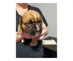 Litter of female boxer puppies - 7