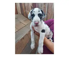 Purebred Great Dane Puppies Pet Homes Only