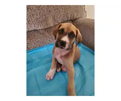 Purebred Great Dane Puppies Pet Homes Only - 3
